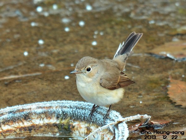 흰꼬리딱새 (붉은가슴흰꼬리딱새/ Red-breasted Flycatcher)